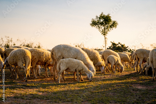 Fototapeta Naklejka Na Ścianę i Meble -  Flock of sheep in Viet Nam, high country farm