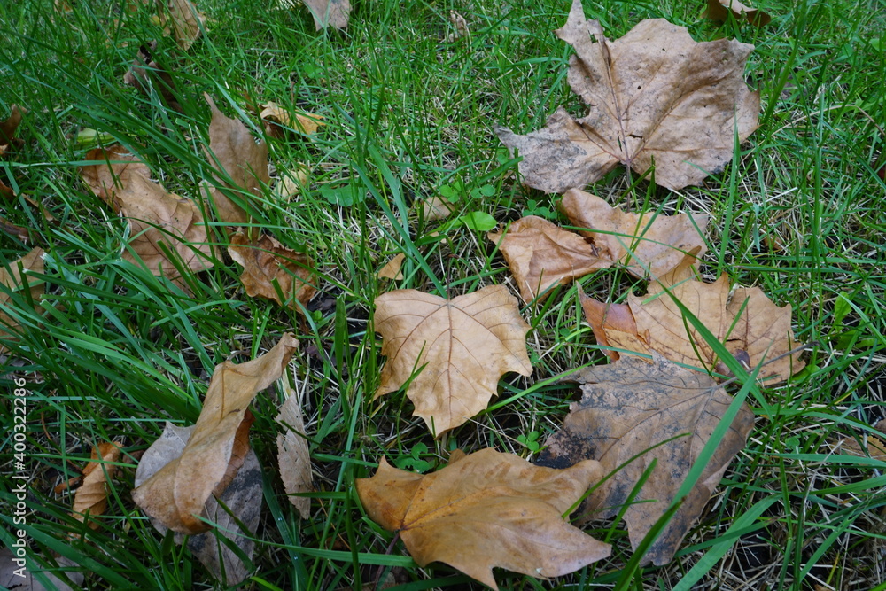 Brown dry autumn leaves in fall park - 秋 落ち葉 Brown dry autumn leaves in fall park - 秋 落ち葉
