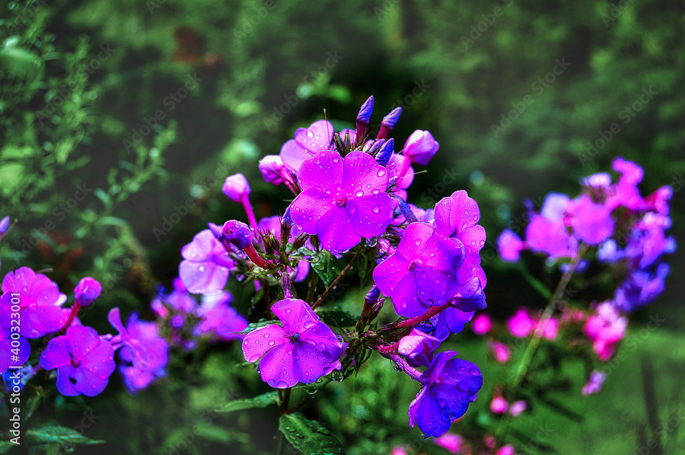 Phlox Blüte Phlox Blüte