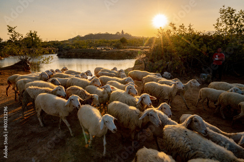 Flock of sheep on the field at sunset in Phan Rang, Ninh Thuan Province, Viet Nam