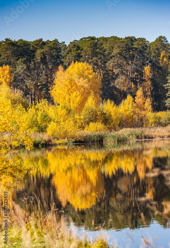 autumn landscape with pines and yellow birches with reflection on the surface of the pond water