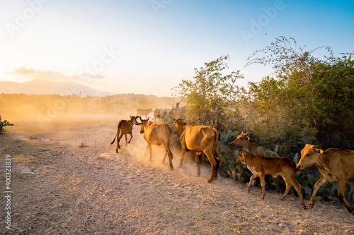 Yellow cows walking on dusty road at sunset in Phan Rang, Viet Nam