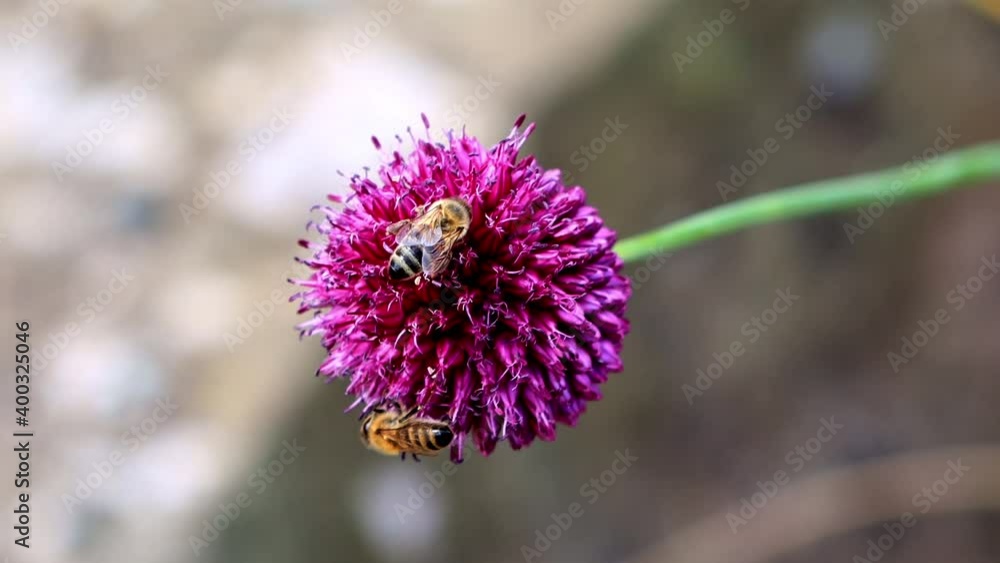 bee close up on purple flower
bee close up on purple flower