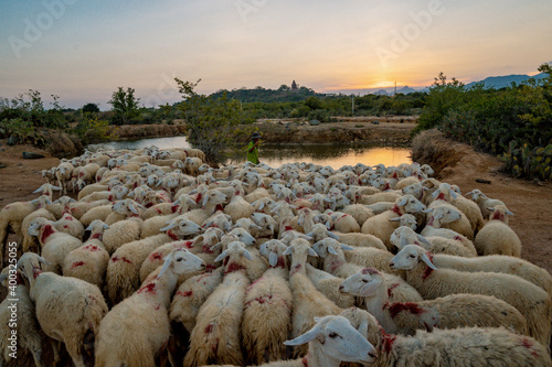 flock of sheep on the field at sunset in Phan Rang, Ninh Thuan Province, Viet Nam