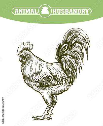 chicken breeding. animal husbandry. livestock. vector sketch on a white