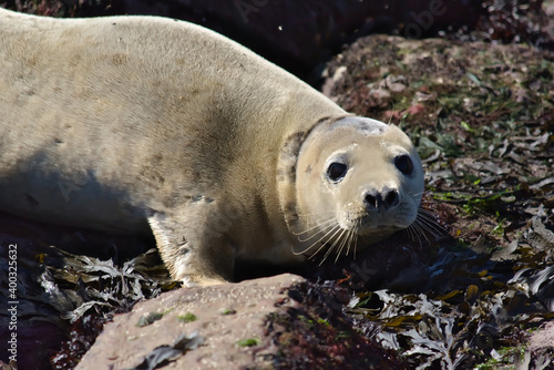 A seal on the shore