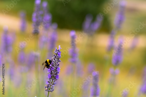 lavender field in region