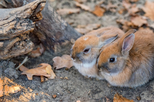 Close up picture of two young cute rabbits