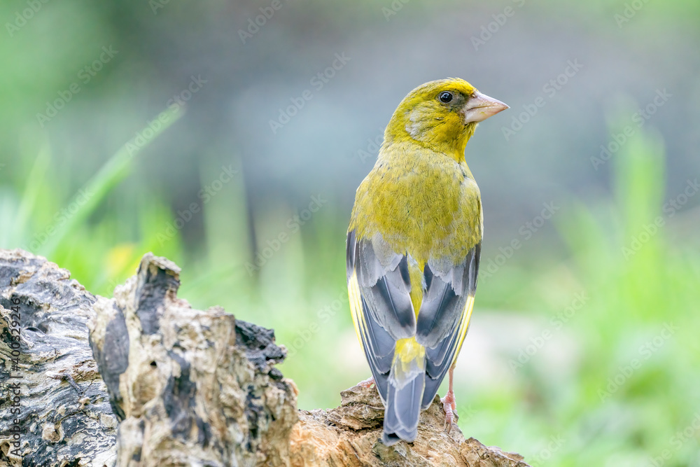 A very detailed greenfinch sitting on a tree trunk, looks back at the camera, close-up A very detailed greenfinch sitting on a tree trunk, looks back at the camera, close-up