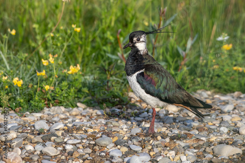 Kiebitz (Vanellus vanellus) photo