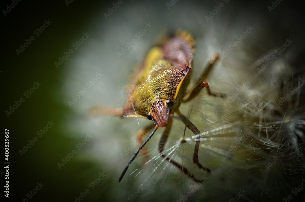 Naklejka premium Käfer im Löwenzahn