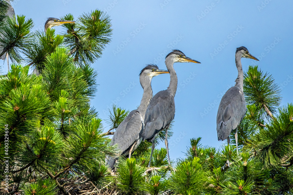 Fototapeta premium Graureiher (Ardea cinerea) Jungvögel