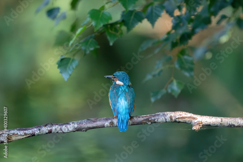 Beautiful blue Kingfisher bird, male Common Kingfisher, sitting on a branch, back profile