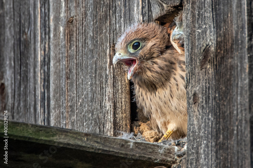 Turmfalke (Falco tinnunculus) Jungvögel am Nistkasten photo