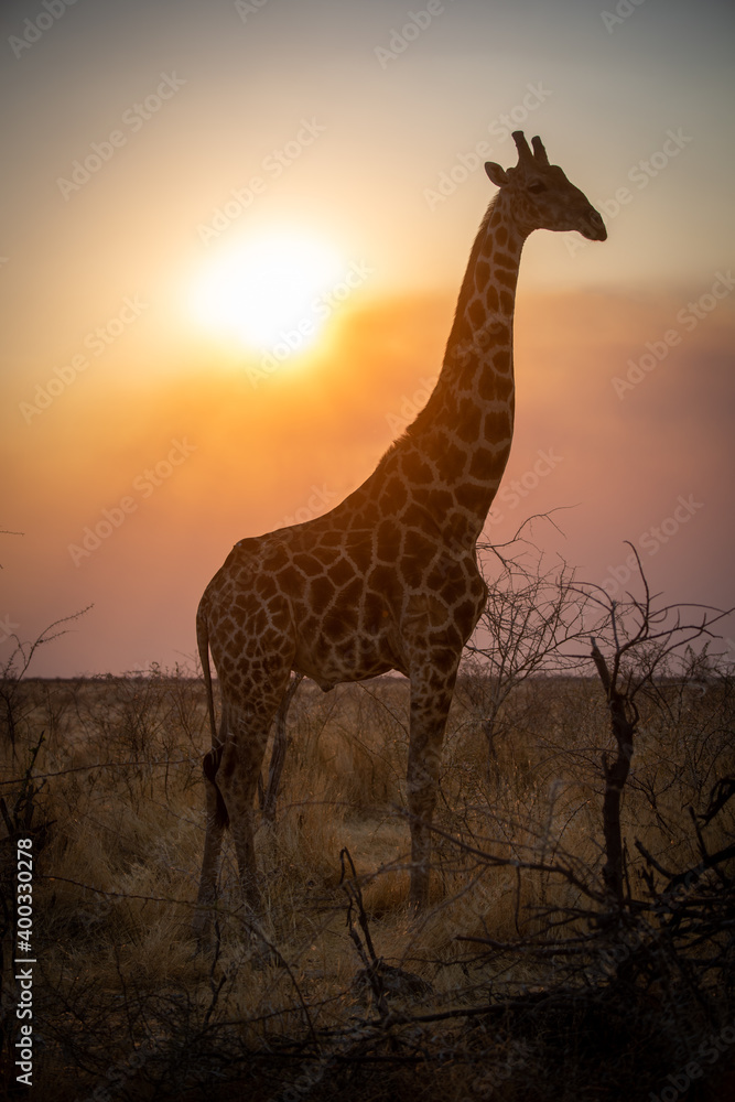 Close-up of backlit southern giraffe in profile