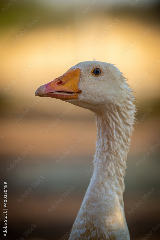 Fototapeta premium Close-up of head and neck of goose