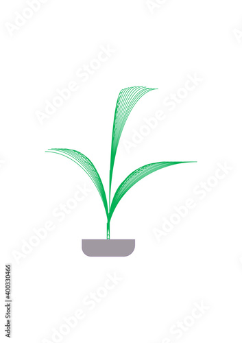 Young Plant, plant, green, isolated, leaf, nature, white, pot, tree, flower, growth, flora, houseplant, life, grow, spring, growing, plants, branch, potted, fresh, leaves, gardening, seedling, decorat