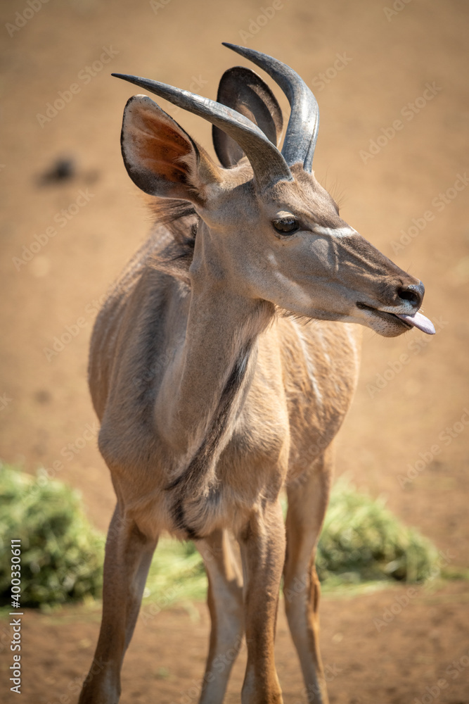 Fototapeta premium Close-up of male greater kudu showing tongue