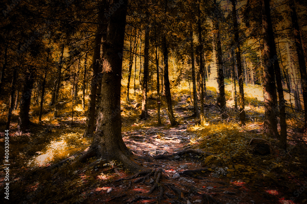 Fototapeta premium im goldenen Wald