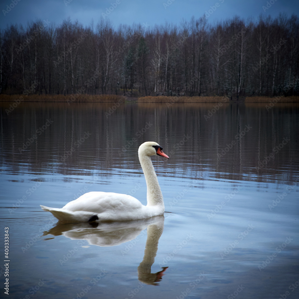 White swan in the lake against the background of the autumn forest