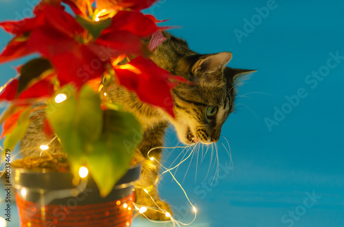 Portrait of cute kitten next to pot with poinsettia with christmas lights. Blue background. 