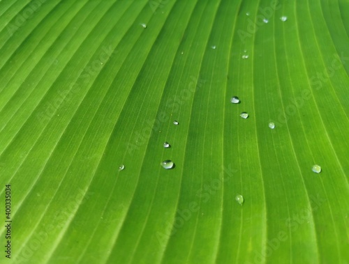 Close up banana leaves with water drops