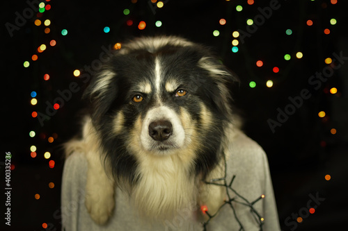 Christmas photo of border collie. Photo from photo studio with Christmas light background. 