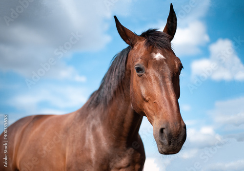 portrait of a horse with blue cloudy sky © Виктория Литовская