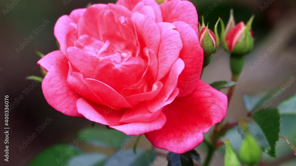 wild red rose blooming close up
wild red rose blooming close up