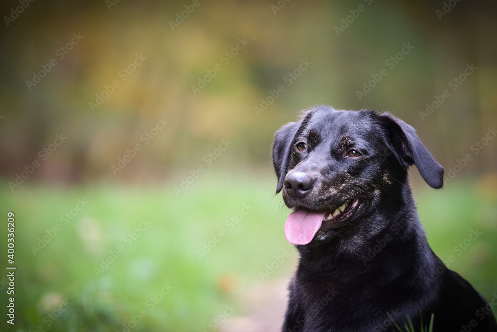 Portrait of black dog with amazing background. Amazing autumn atmosphere in Prague. Portrait of black dog with amazing background. Amazing autumn atmosphere in Prague.