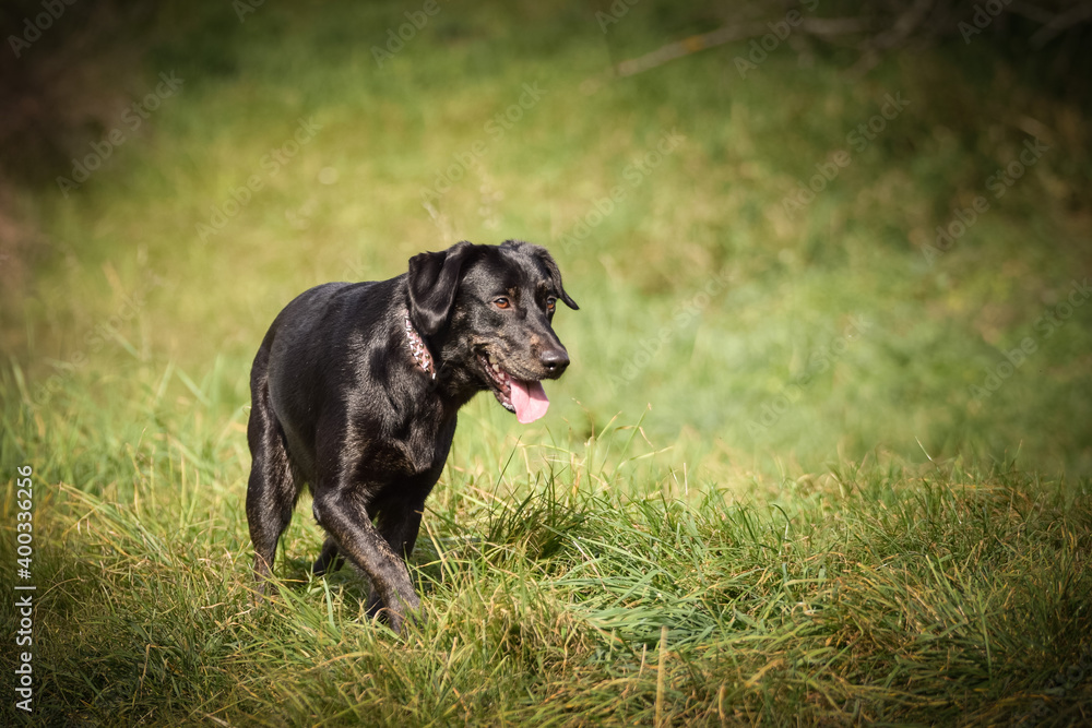Black dog is standing in autumn nature. She is so cute dog. Black dog is standing in autumn nature. She is so cute dog.