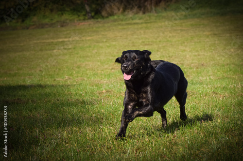 Fototapeta Naklejka Na Ścianę i Meble -  Black dog is running in nature with sticks. She is so cute dog.