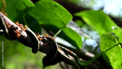 ant on a leaf hardwork action