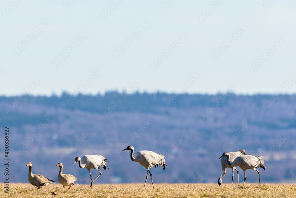 Obraz premium Cranes that goes in the field with greylag geese