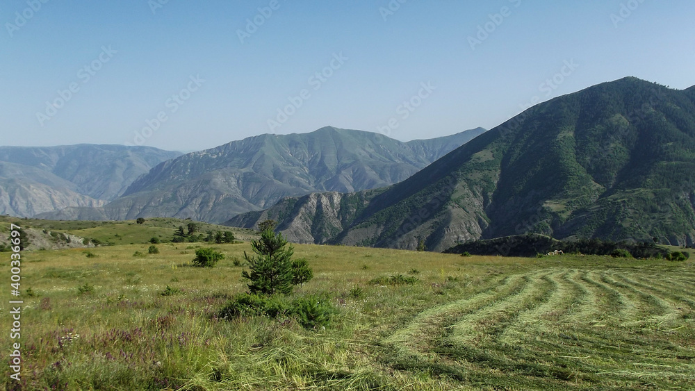 Fototapeta premium landscape with trees and mountains