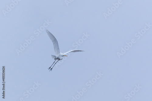 The great egret - Ardea alba bird