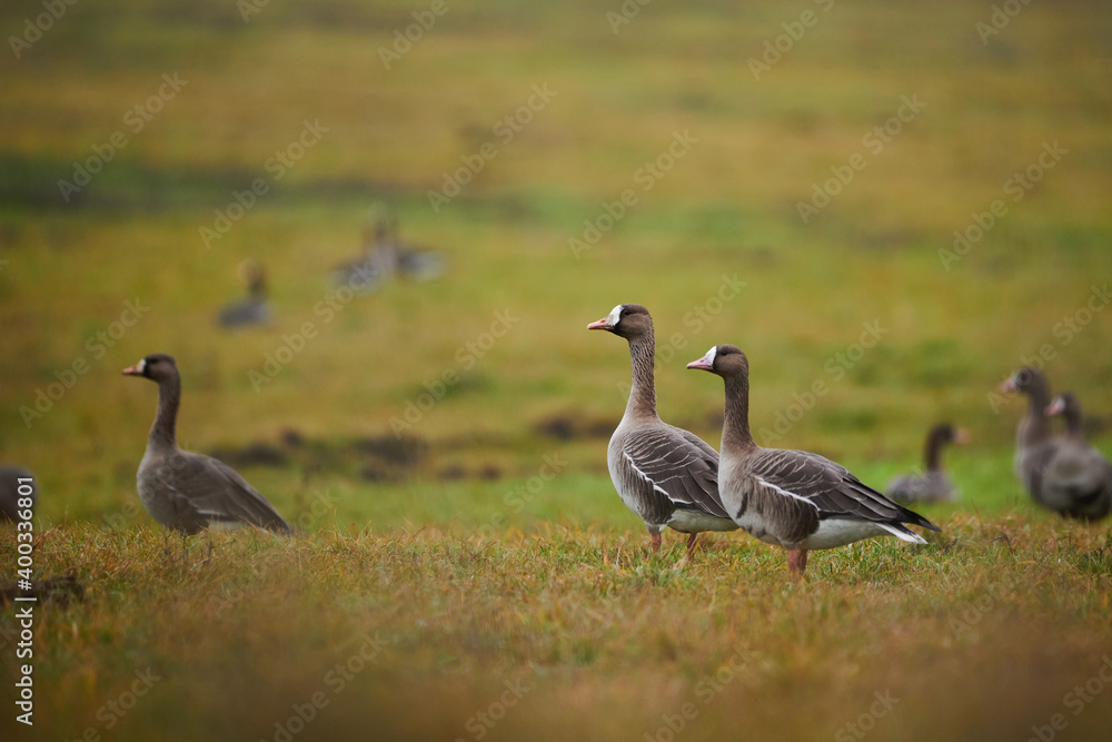 The greater white-fronted goose - Anser albifrons on field The greater white-fronted goose - Anser albifrons on field
