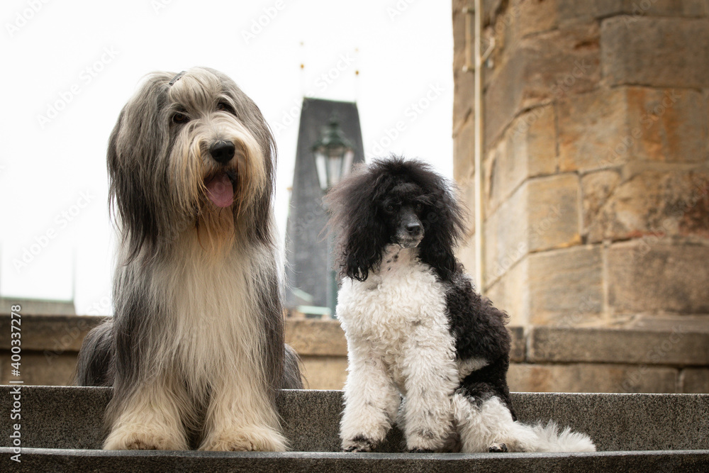 Bearded collie and puppy of poodle are sitting in city center. They were in center of Prague. She is so patient model.
