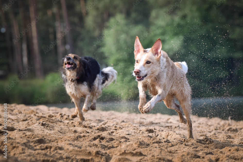 Two wet dogs are running on the sand. She is really good swimmer.