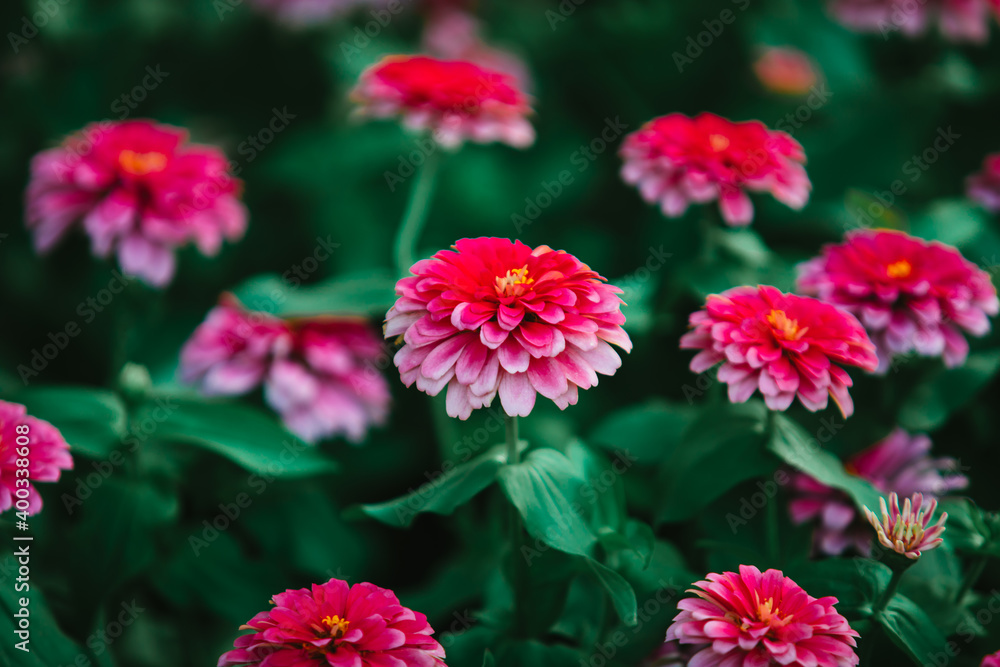 Selective focused on Common Zinnia elegans flower or colorful pink flower in the garden.