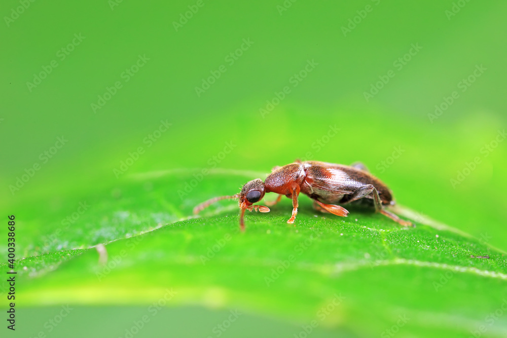 Formiform beetle on wild plants, North China Formiform beetle on wild plants, North China