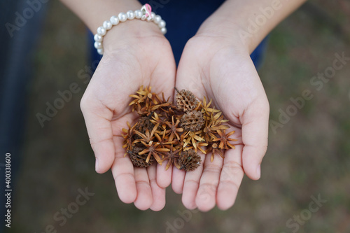 Close up kid's hands holding dried flowers and acorn at the park.
