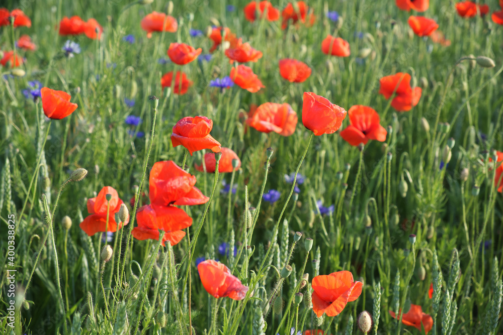 Red poppy among the field grasses in summer. Beautiful wildflowers. Untouched nature. Red poppy among the field grasses in summer. Beautiful wildflowers. Untouched nature.