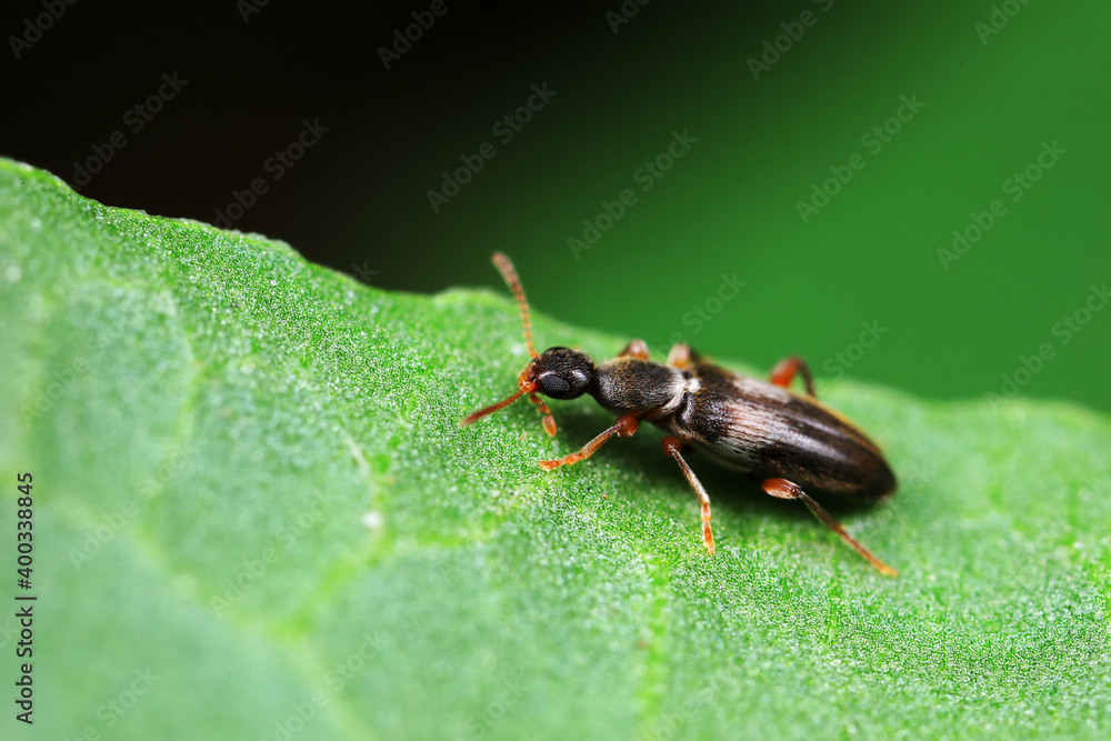 Formiform beetle on wild plants, North China Formiform beetle on wild plants, North China