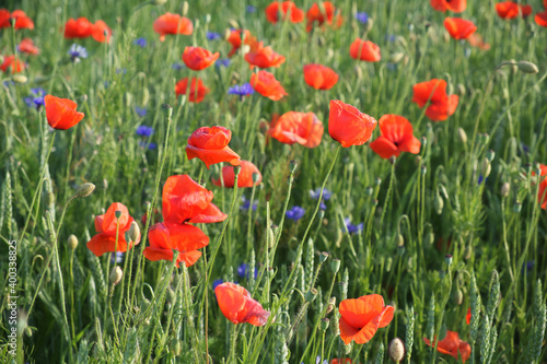 Red poppy among the field grasses in summer. Beautiful wildflowers. Untouched nature. © Oleksii