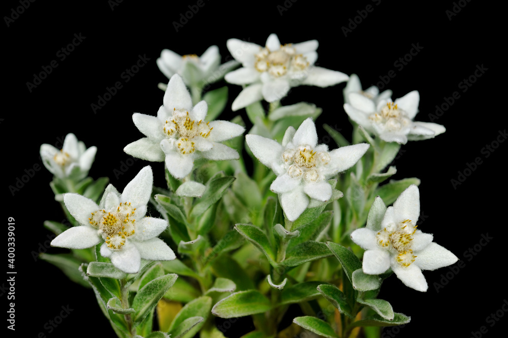 Fototapeta premium Flower edelweiss ( leontopodium japonicum ) on black background