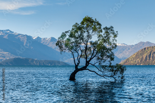 wanaka tree growing in the water photo