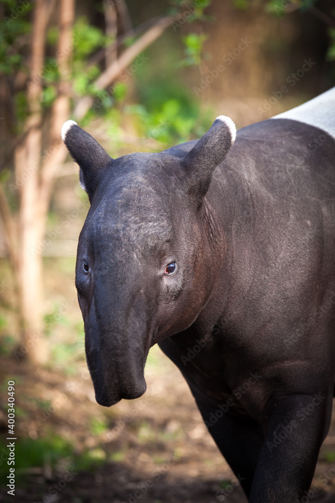 Malayan Tapir, also called Asian Tapir (Tapirus indicus) Malayan Tapir, also called Asian Tapir (Tapirus indicus)