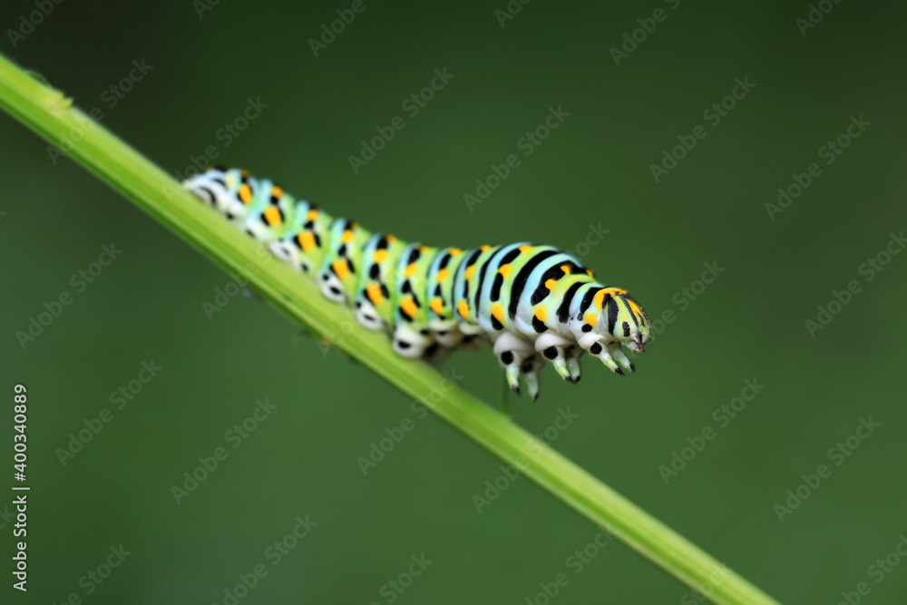 Larvae of the Golden Phoenix butterfly on wild plants, North China Larvae of the Golden Phoenix butterfly on wild plants, North China