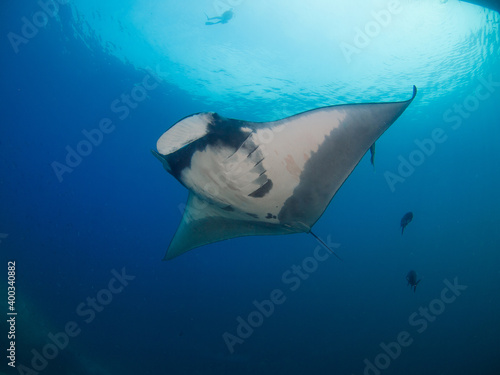 Oceanic manta ray swimming in the blue (Koh Tachai, Similan, Thailand) © Mayumi.K.Photography